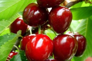 Descrizione e caratteristiche delle varietà di ciliegie Izobilnaya, vantaggi e svantaggi, coltivazione