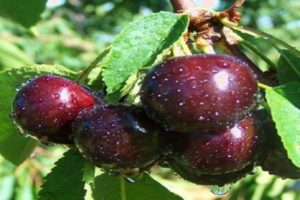 Beskrivelse og karakteristika for Kent kirsebærsorten, fordele og ulemper, dyrkning