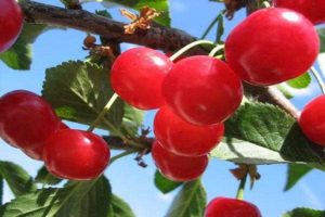 Kuvaus Krasa Severa -kirsikkalajikkeista ja hedelmien ja puiden ominaisuuksista, viljely