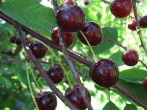 Description and characteristics of the Muza cherry variety, planting and care features