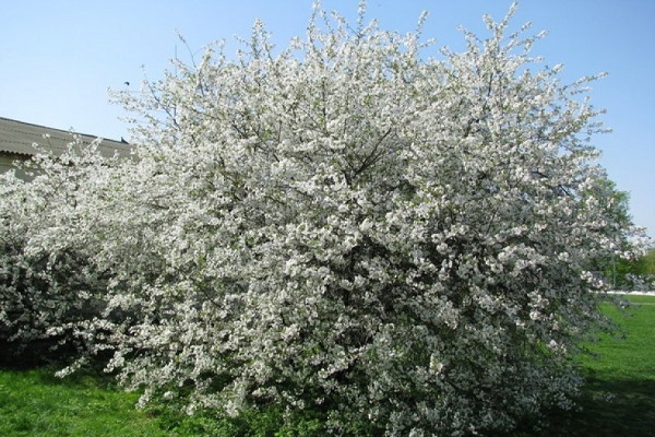 Albero fiorito