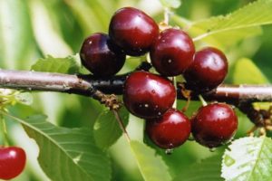 Storia dell'allevamento, descrizione e caratteristiche della varietà di ciliegie Minx e regole di coltivazione
