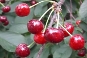 Beskrivelse og karakteristika for den vedvarende kirsebærsort, dens fordele og ulemper