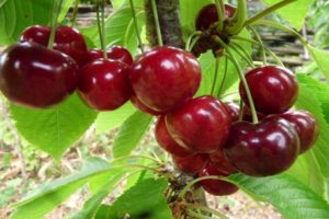 Descrizione delle varietà di ciliegia Uyfehertoi Fyurtosh e storia, caratteristiche di coltivazione