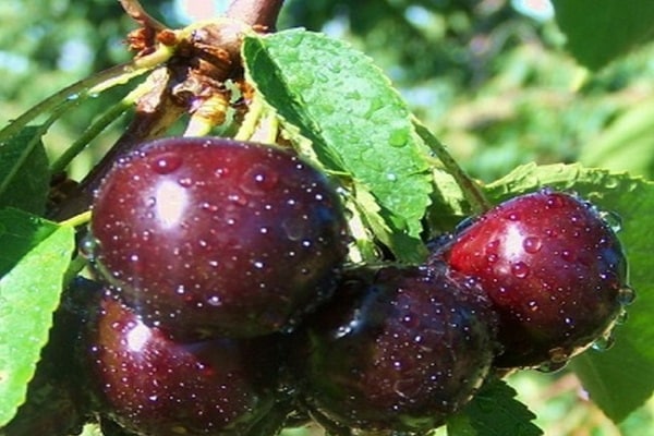 varietà di ciliegie