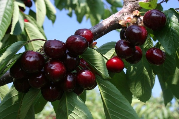 Opis odrody čerešne Valery Chkalov a charakteristika ovocia, výhody a nevýhody, pestovanie