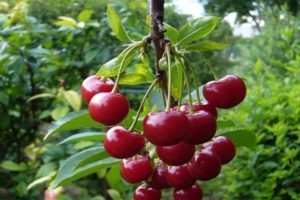 Description and characteristics of the Vechernyaya Zarya cherry variety, history and cultivation rules