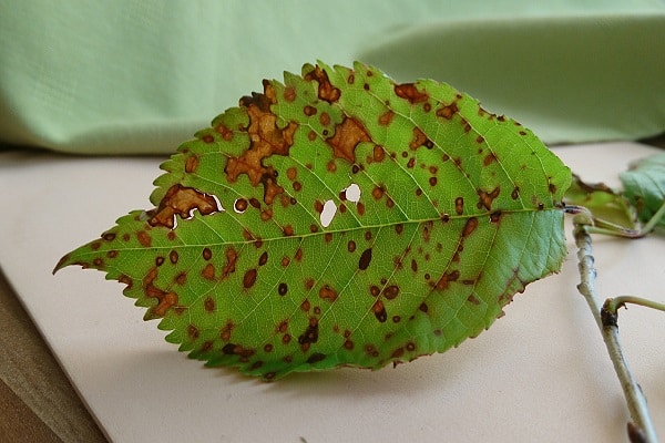 sick leaf