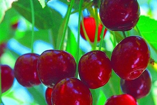 vyšnių sula