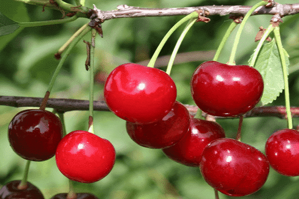 mga cherry varieties