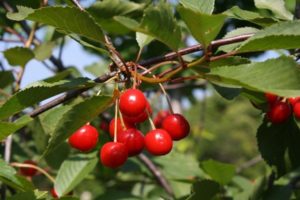 Descripción y características de la variedad de cereza Vita y su fructificación, reglas de cultivo y cuidados