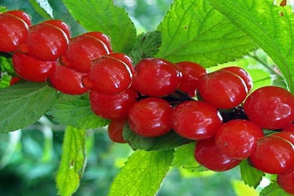 פירות יער אדומים