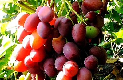 druiven genot