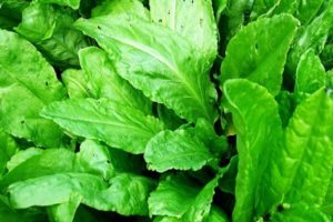 How to protect sorrel from pests and diseases, what folk remedies and chemicals to treat
