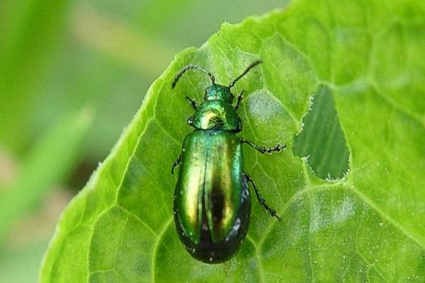 escarabat verd