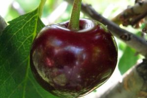 Advantages and disadvantages of Oktava cherry, variety description and history of origin