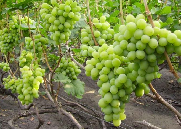 dono dell'uva a Zaporizhia