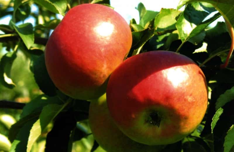 äppelträd Zhigulevskoe