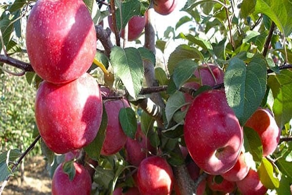ripening ng mga prutas