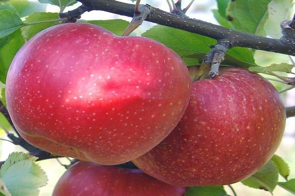 varieties of apples