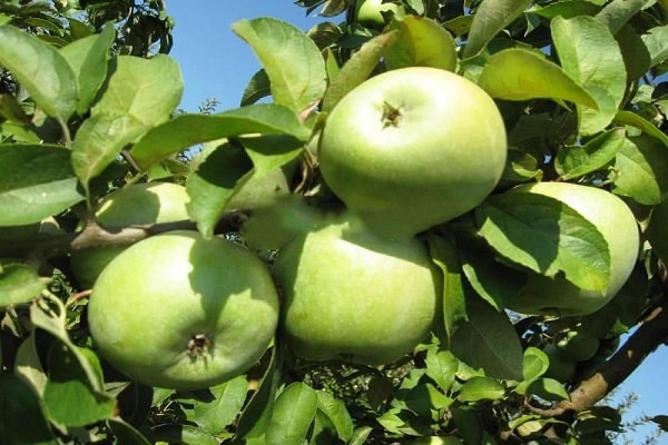 apple trees Semerenko