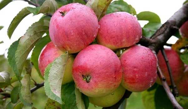 stabla jabuka srpnja Chernenko