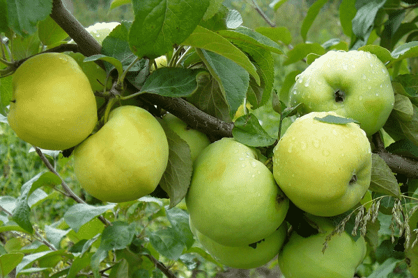 ต้นแอปเปิ้ล Antonovka