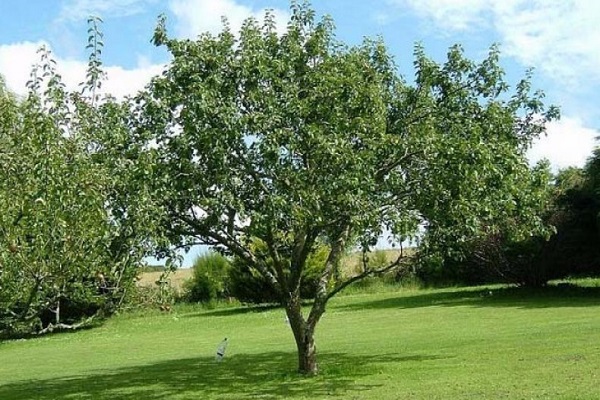 mature tree
