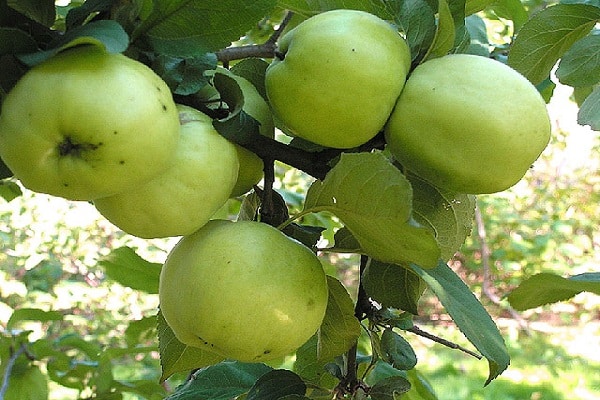 ripening mansanas