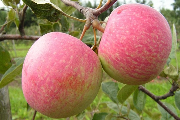 Apfelbaumpflege