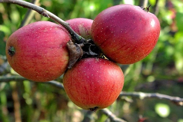mărul berkutovskoe