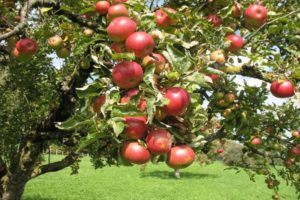 Beschrijving en uiterlijk van Berkutovskoye-appelbomen, teelt en verzorging