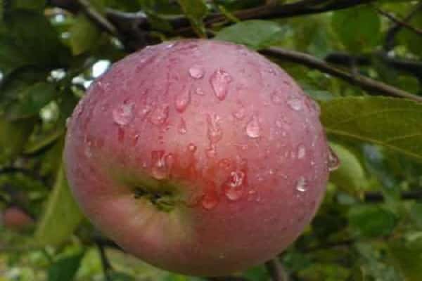 أنواع أشجار التفاح