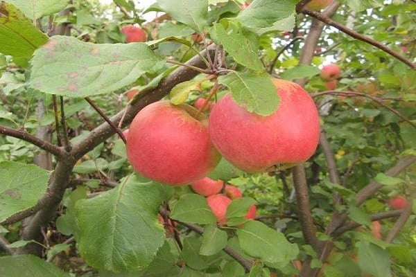 pomes vermelles