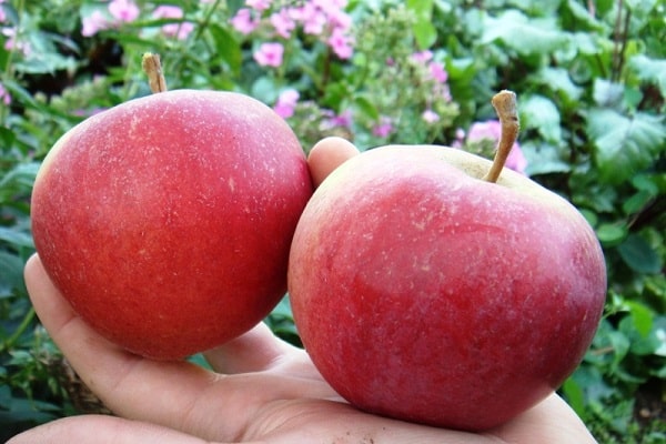 voće u rukama