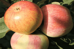 Descripció i característiques de la varietat de poma Bumazhnoe, història de la cria i el rendiment