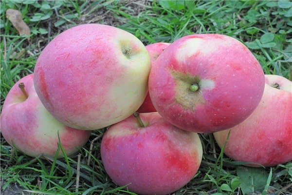  selvfrugtløse æbler