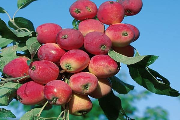 jablkové ovocie