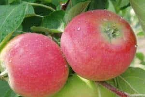Descripció i característiques de la poma Eva, els seus avantatges i inconvenients