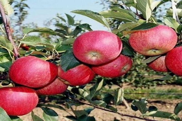 pazi na stablo jabuka