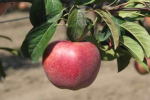 Beskrivning och egenskaper för äppleträdsorten Gala och dess sorter, funktioner för odling och vård