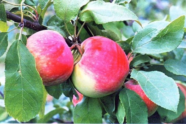 חבורת תפוחים