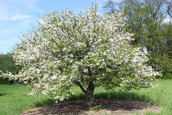 Kvitnúce strom