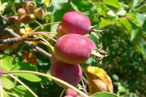 Beschrijving van variëteiten en variëteiten van Chinese appelbomen, plant- en verzorgingsregels, groeiregio's