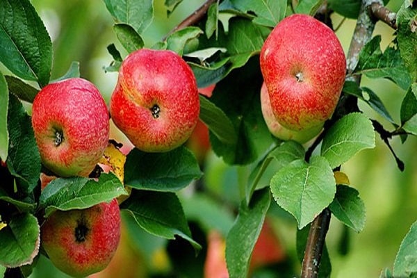 liuskekivi omena