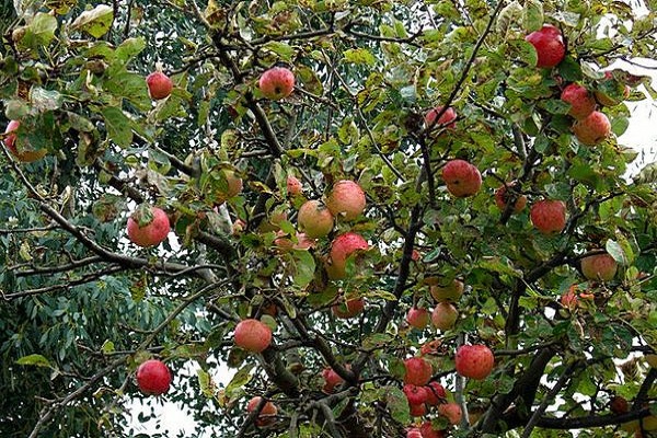 omenapuu karkkia