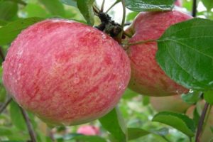 Egenskaper och beskrivning av variationen av äppelträd Kanelband, historia och funktioner för odling