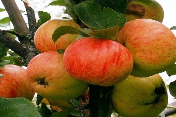 dbaj o jabłoń