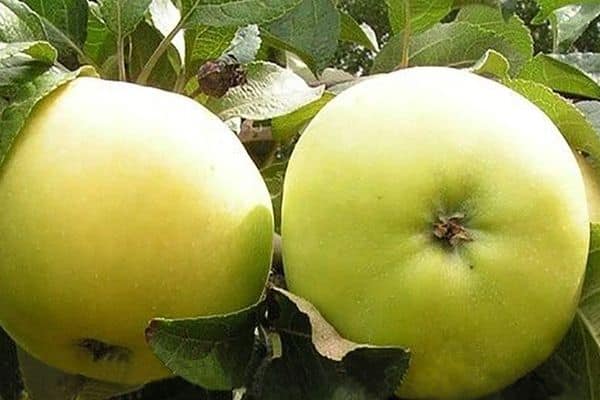 apple tree properties