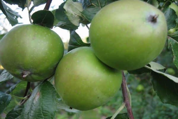 owoce jabłka